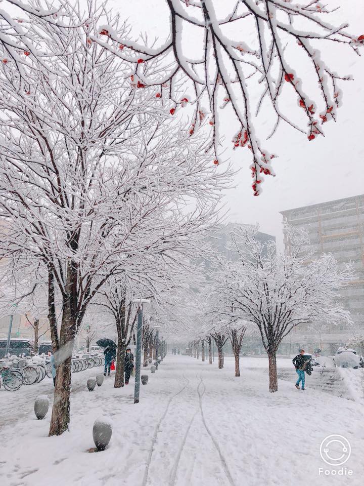 Những hình ảnh rùng mình trong bão tuyết kỷ lục tại Tokyo: Hàng trăm chuyến bay bị hủy, xe đạp đóng băng ngoài trời